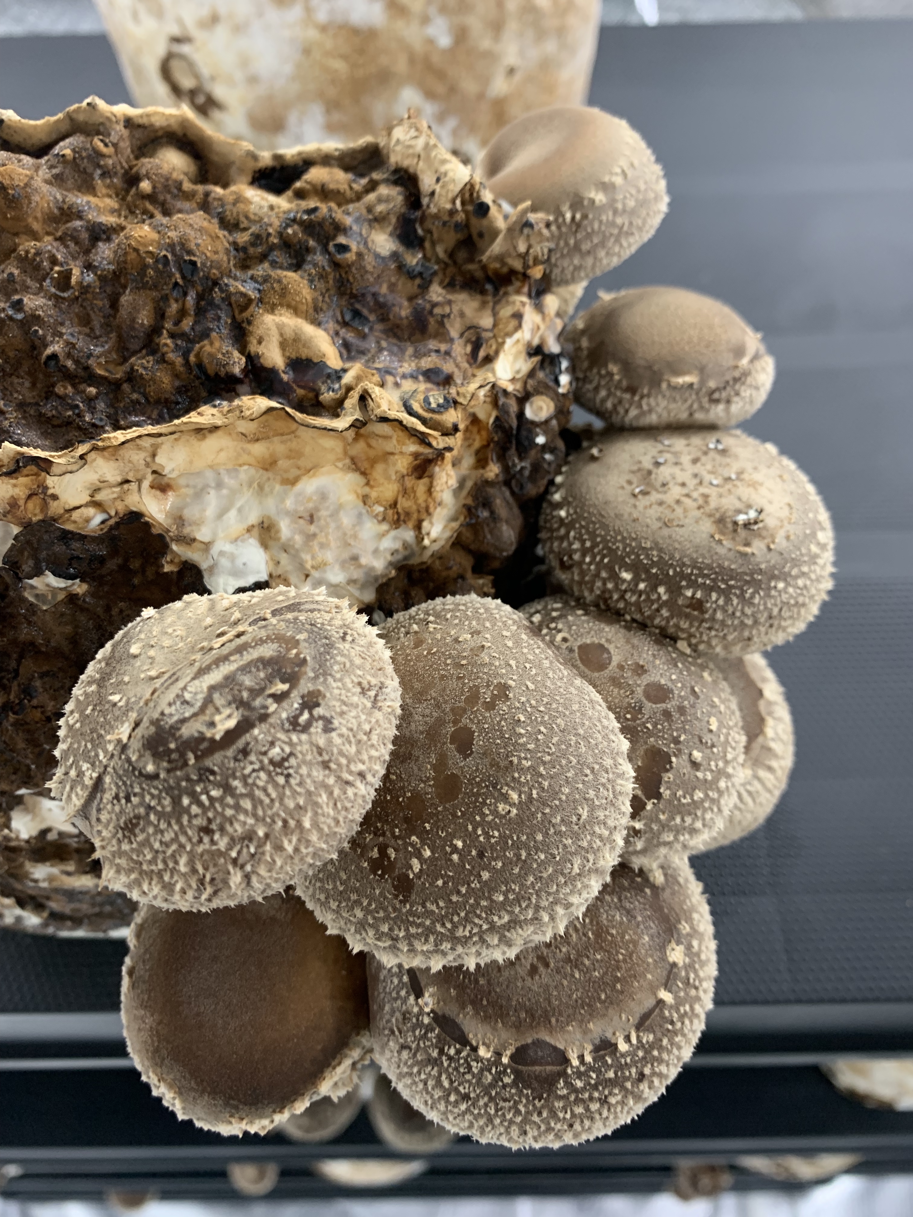 Švieži Shiitake grybai