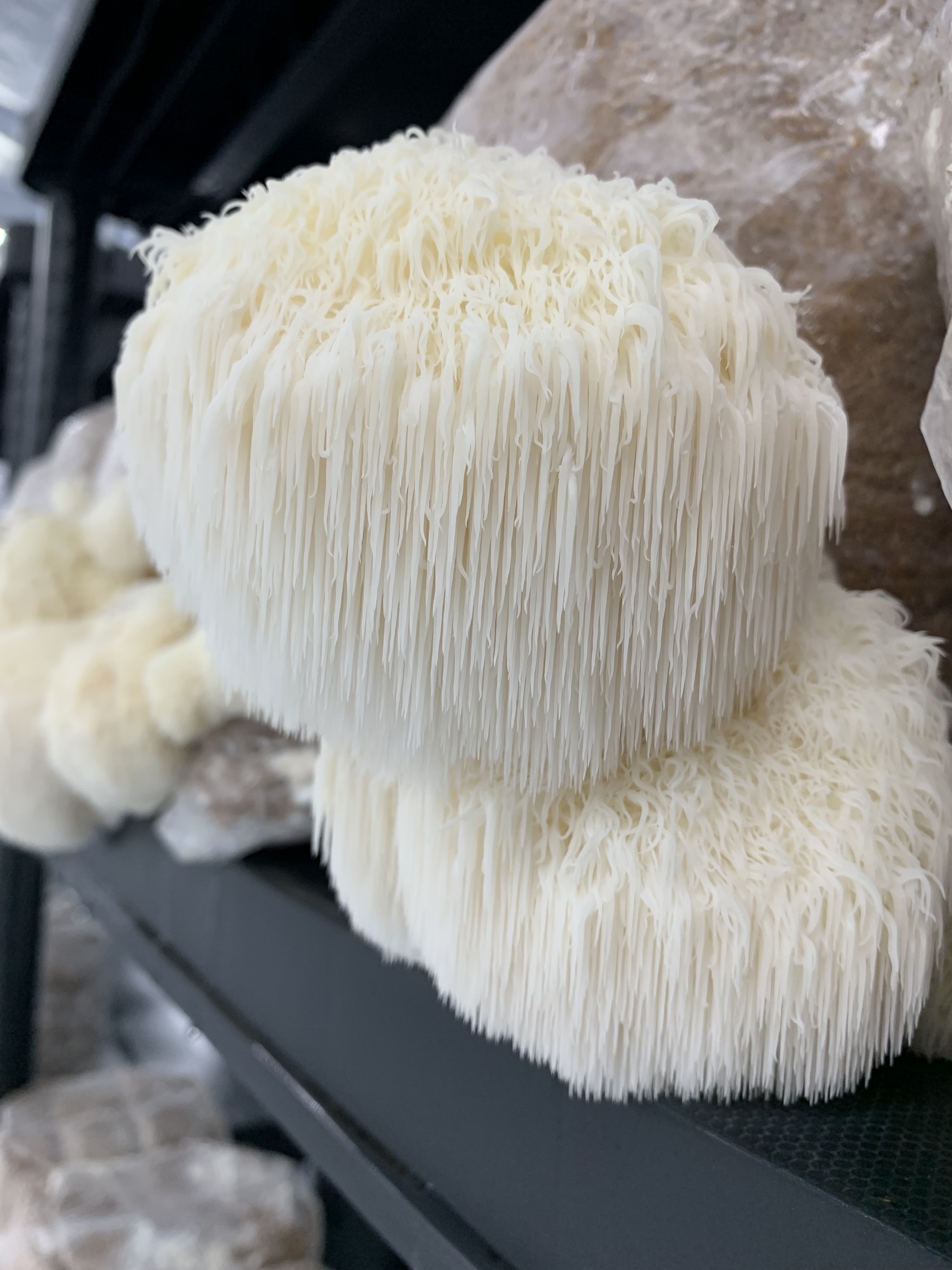 Švieži Lion's Mane grybai