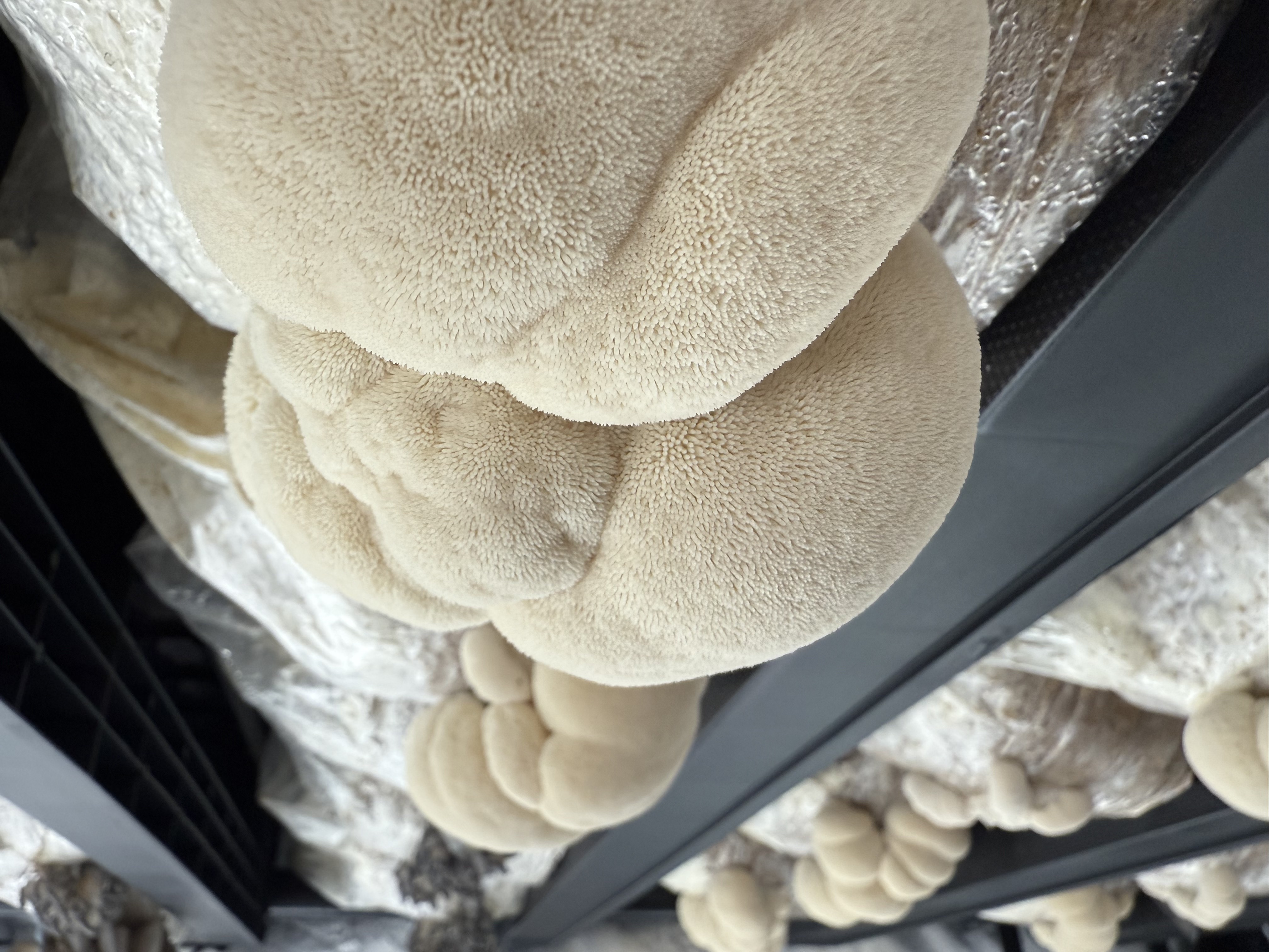 Švieži Lion's Mane grybai