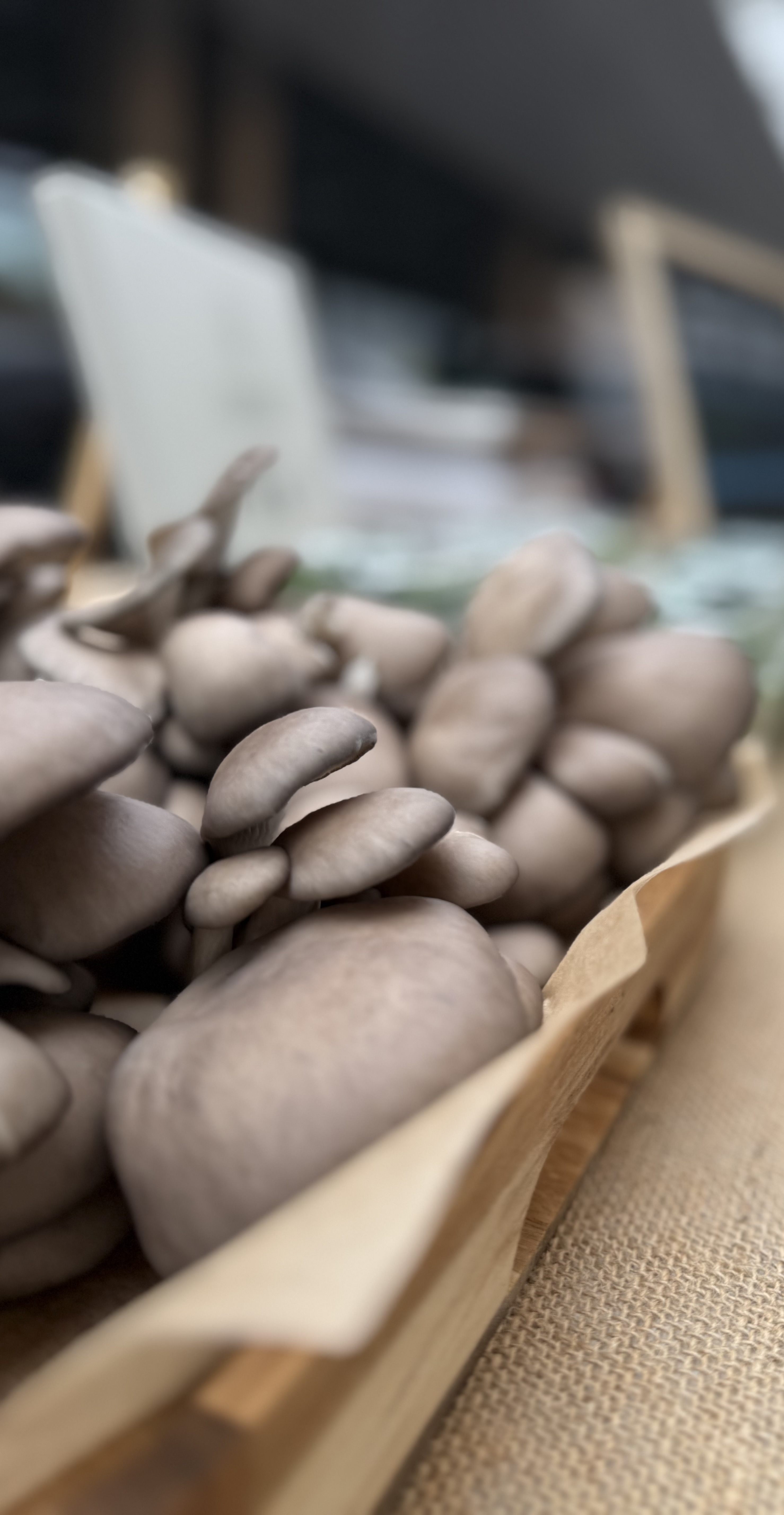 Šviežios Mėlynosios kreivabudės