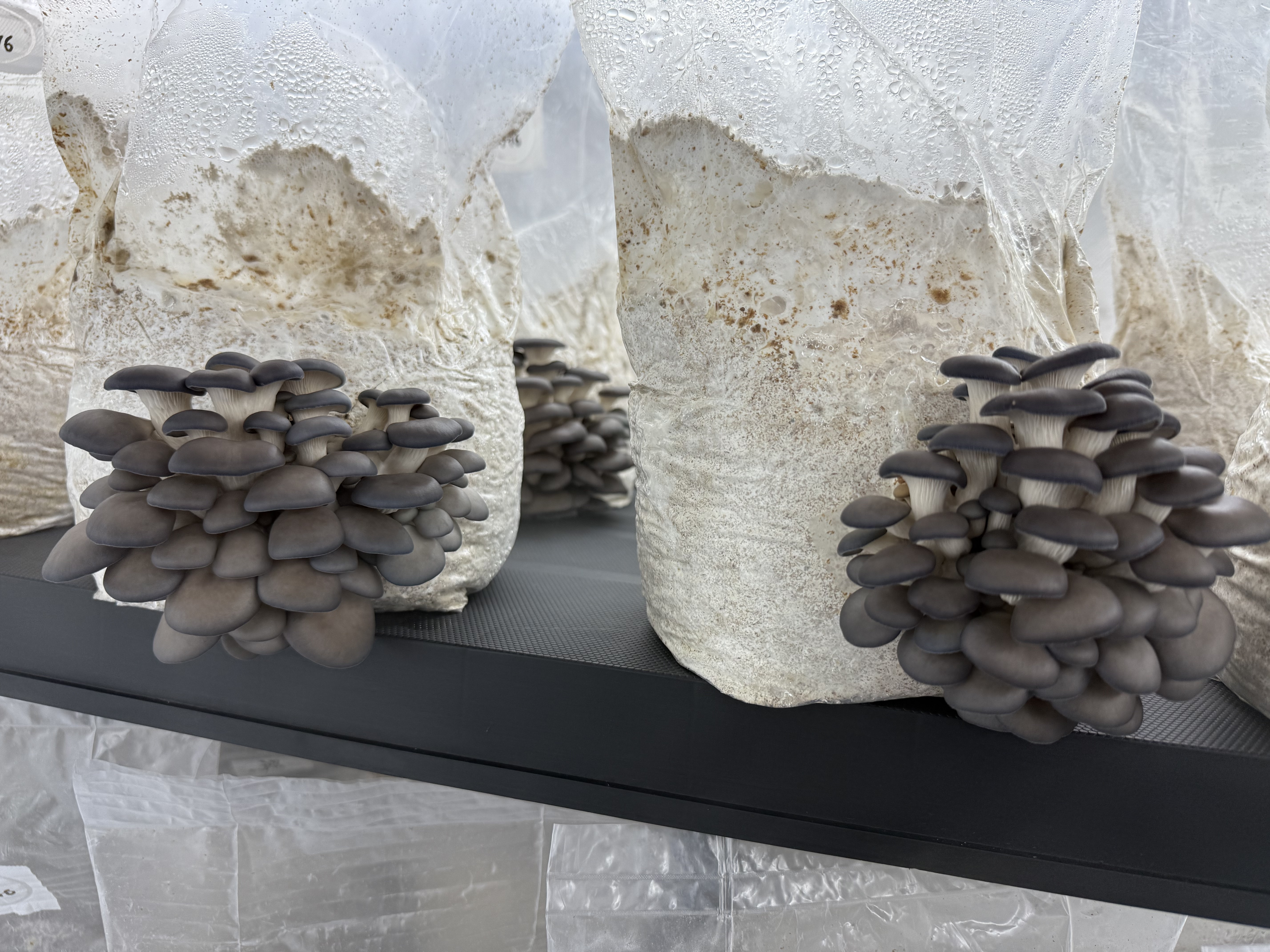 Šviežios Mėlynosios kreivabudės