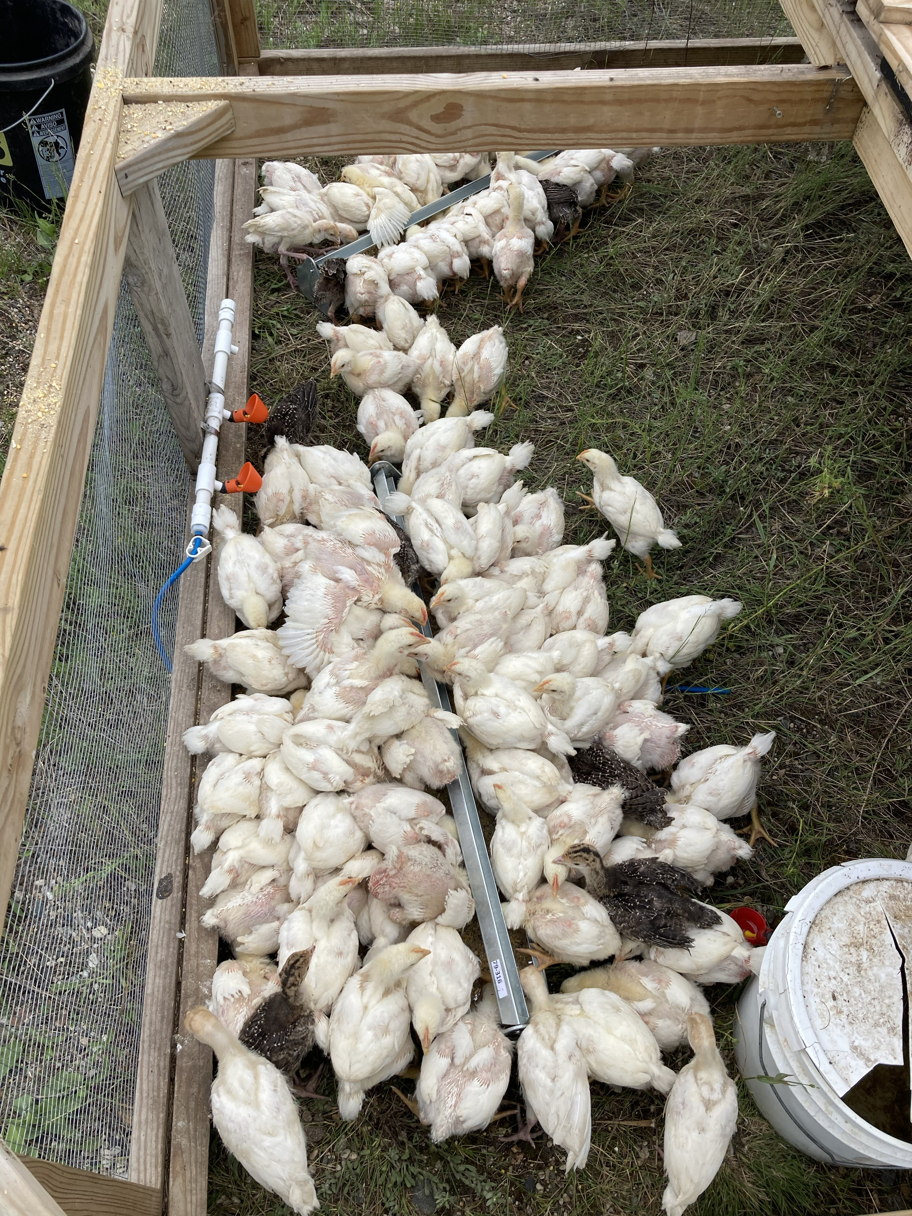 Pasture Raised Meat Bird (Chicken)