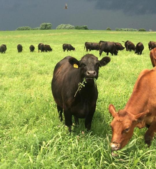 Quarter Grassfed Beef Boxes