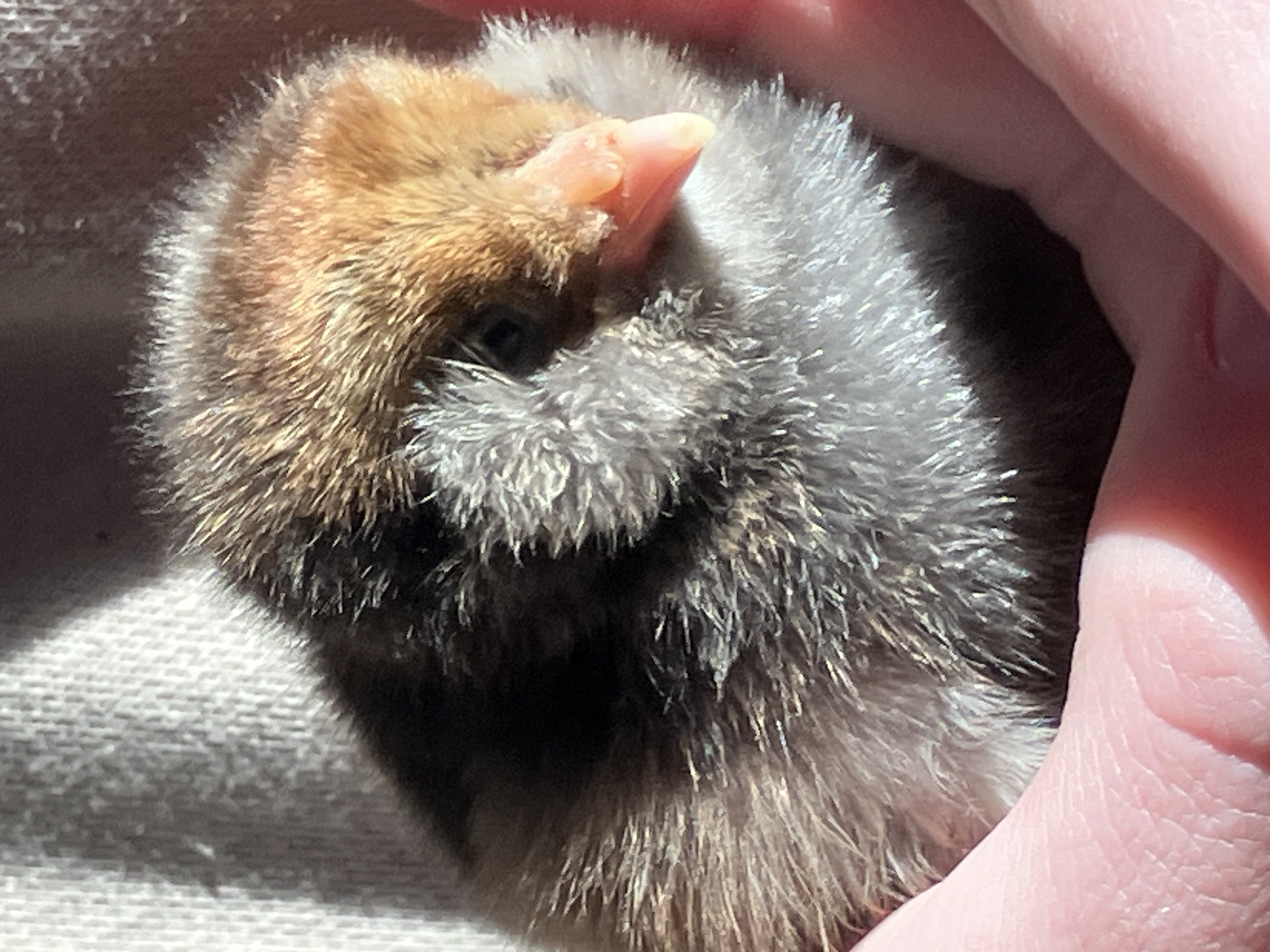 Laying Hens- Starter Flock