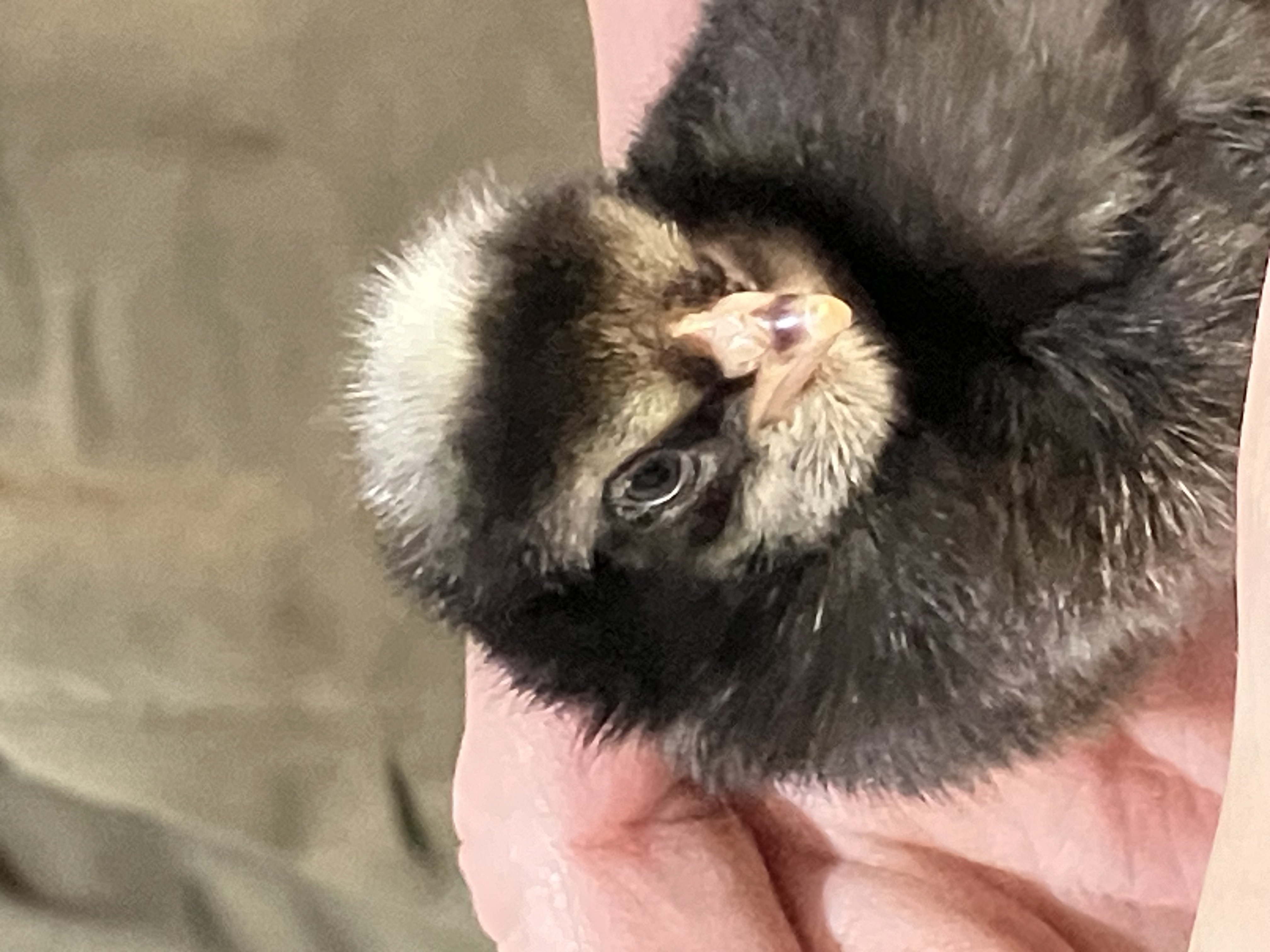 Laying Hens- Starter Flock