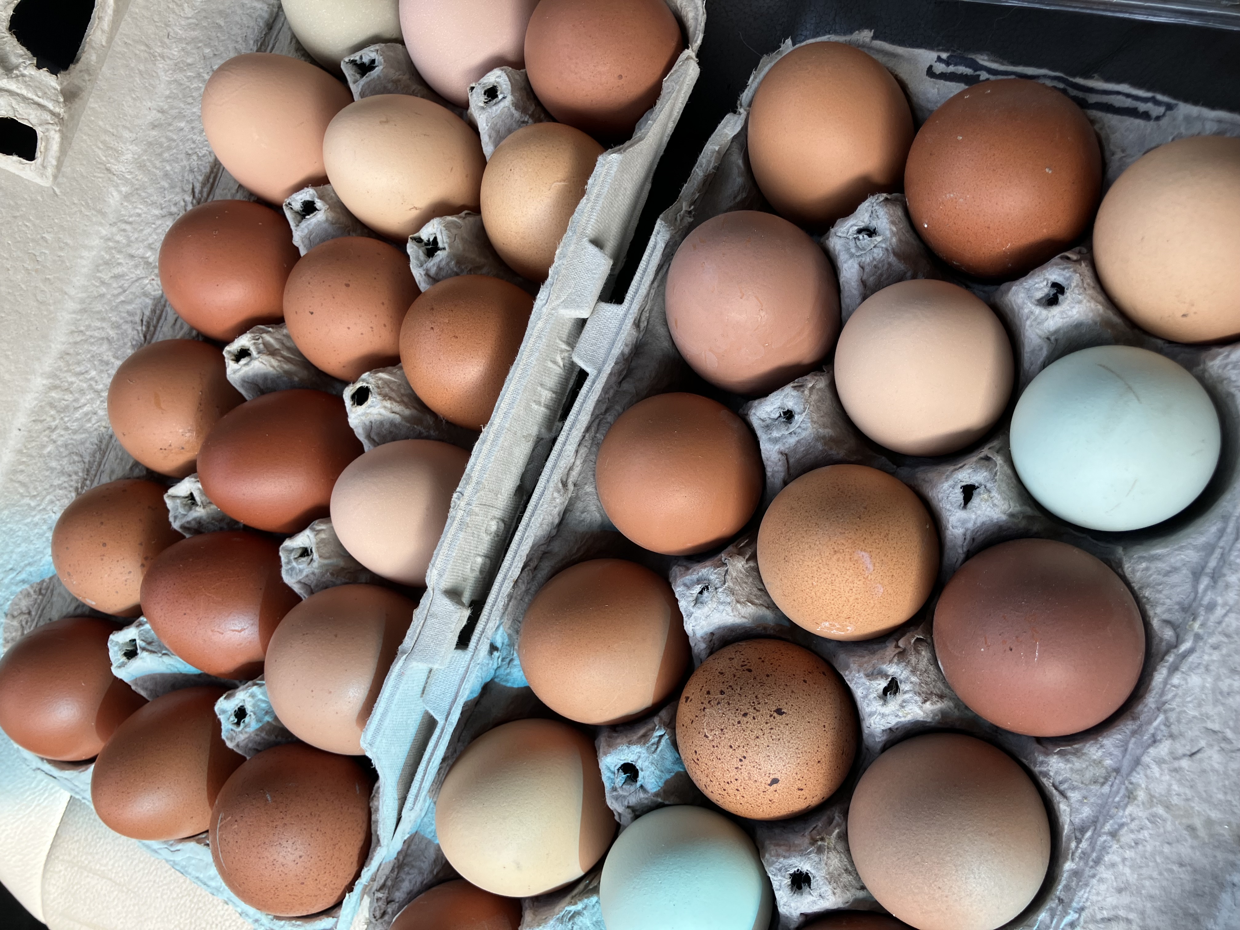 Laying Hens- Starter Flock