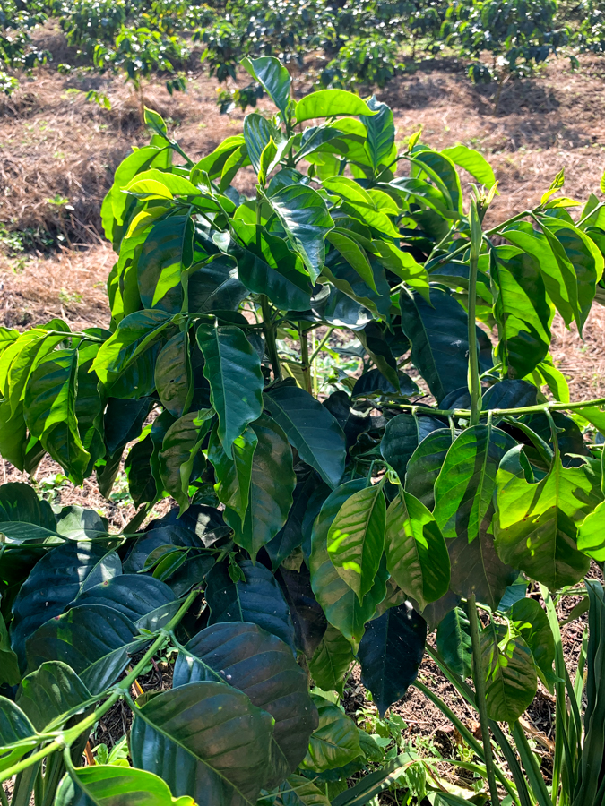 VIDAMOR Castillo-Natural