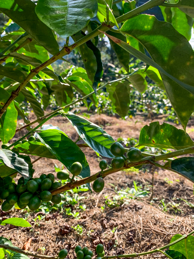 VIDAMOR Castillo-Natural