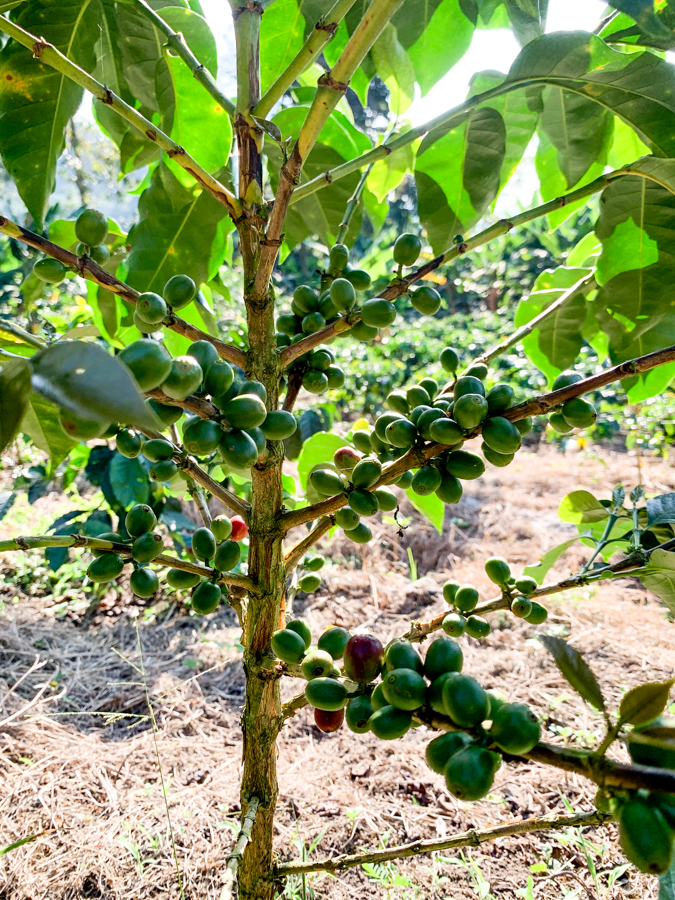 VIDAMOR Castillo-Natural