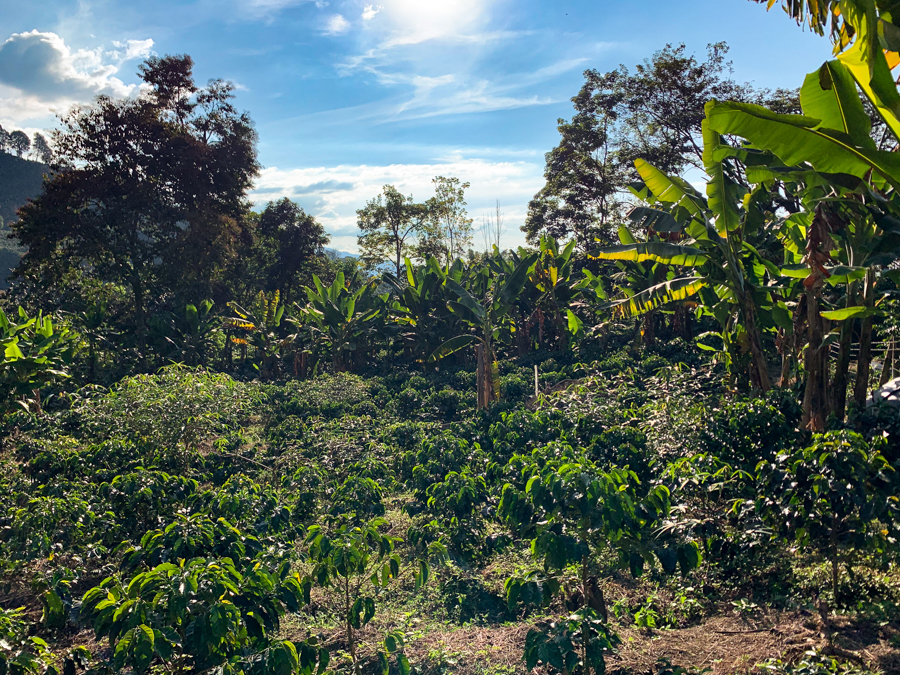 VIDAMOR Gesha-Washed 