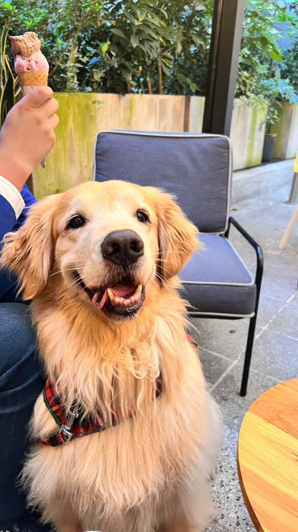 Bouquet 4 Globos en helio perro