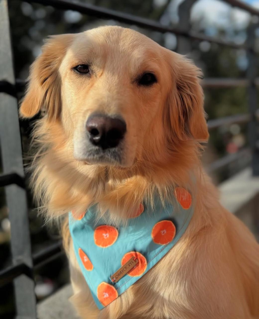 Globo burbuja en helio perro