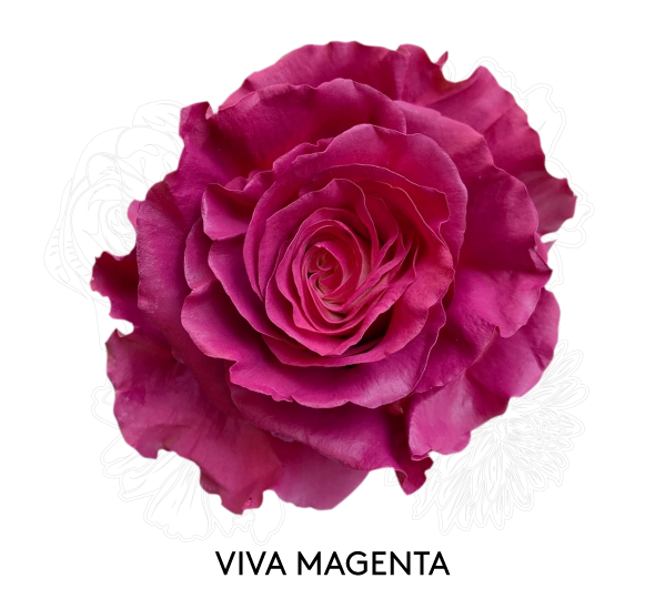VIVA MAGENTA
