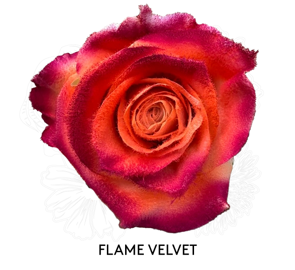 FLAME VELVET