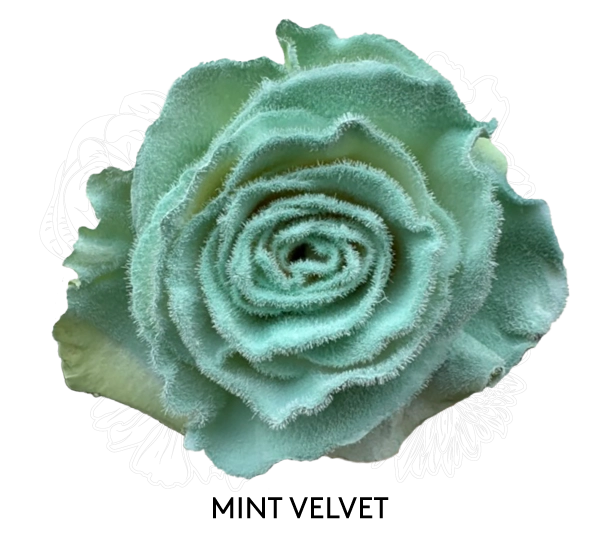 MINT VELVET