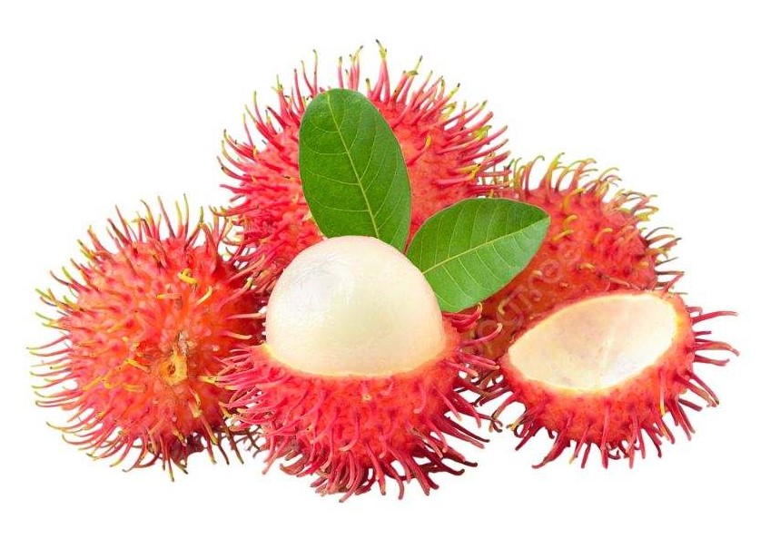 RAMBUTAN 