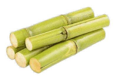 GREEN SUGAR CANE 