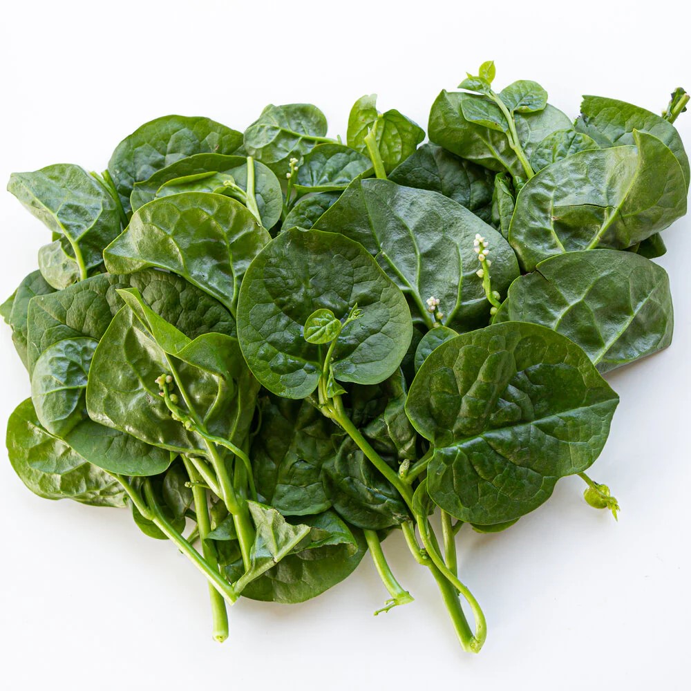 MONTOY (MONG TOI - MALABAR SPINACH)