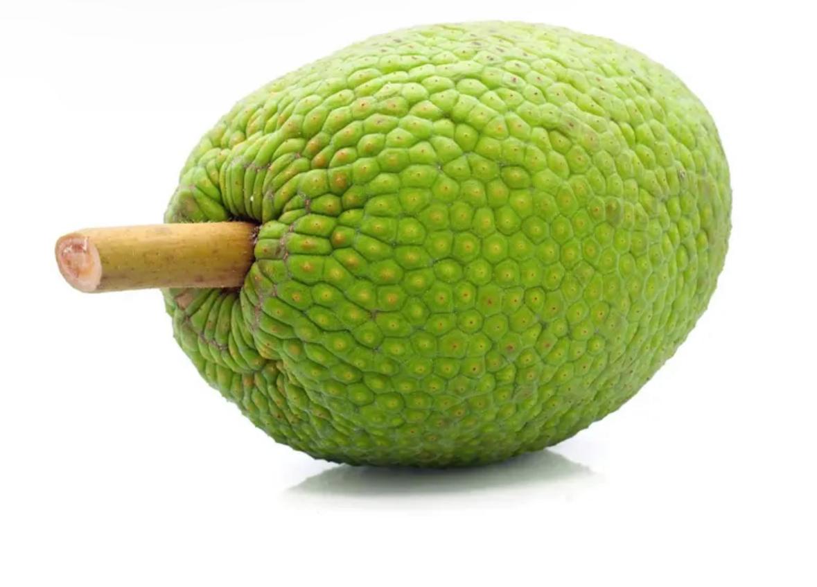 BREAD FRUIT 