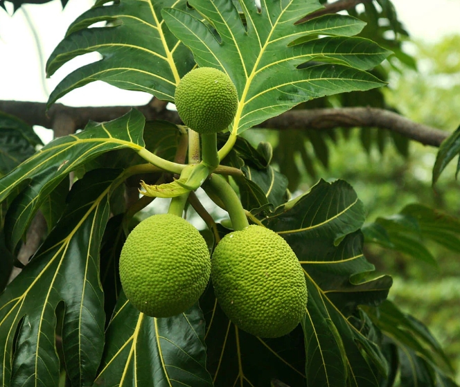 BREAD FRUIT 