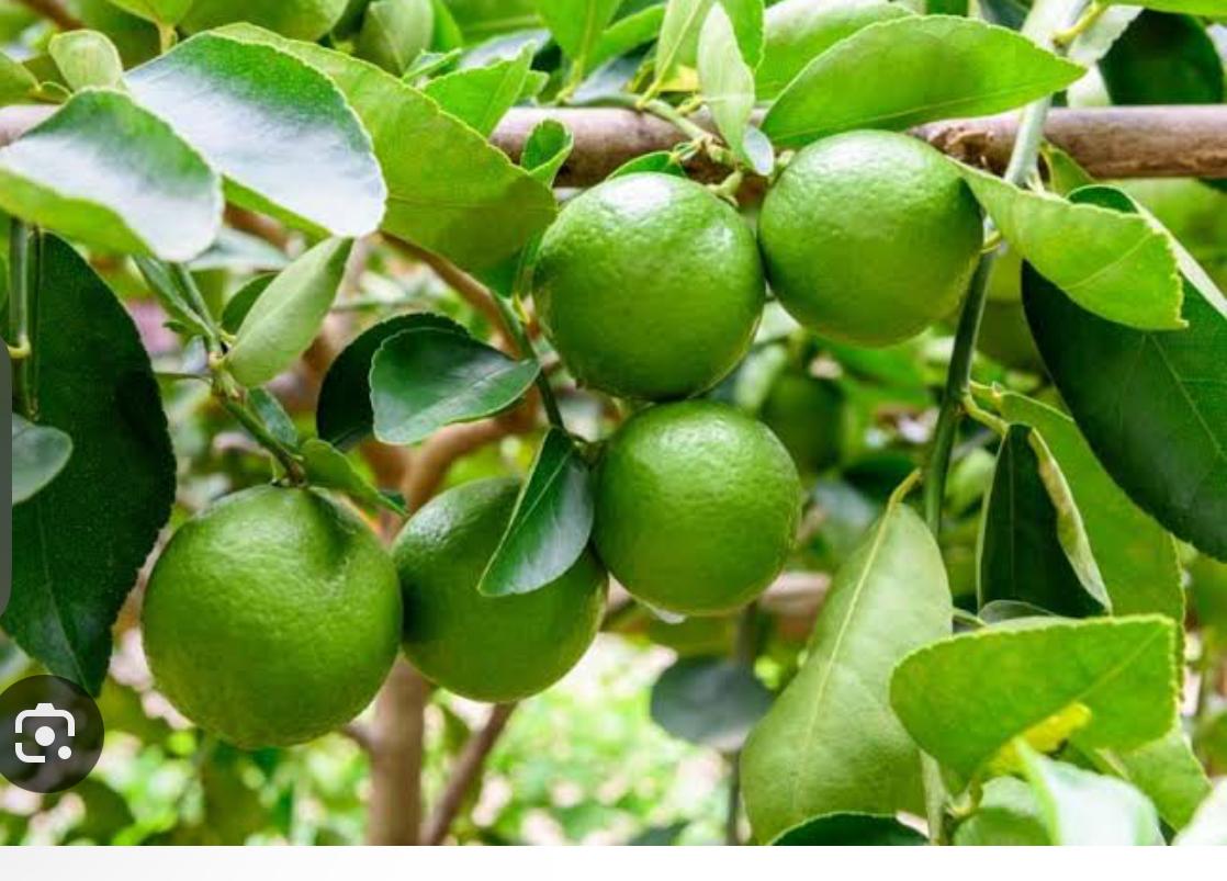 PERSIAN LIME 