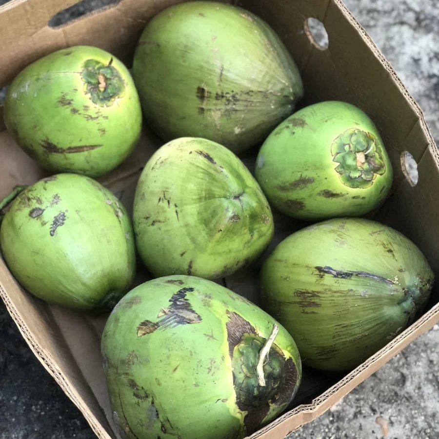 WATER COCONUT
