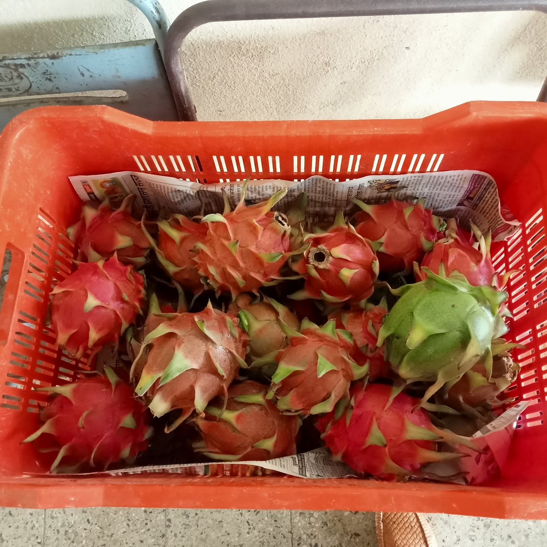 WHITE DRAGON FRUIT 
