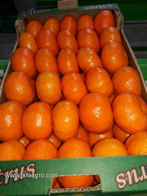 MANDARINS (MANDARINAS)
