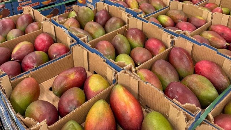 MANGO KENT