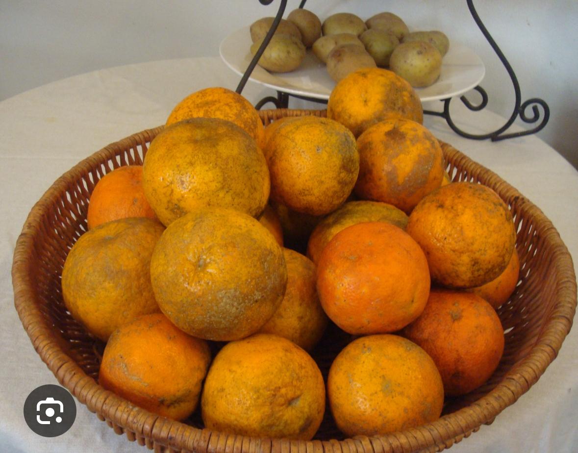 SOUR ORANGE 