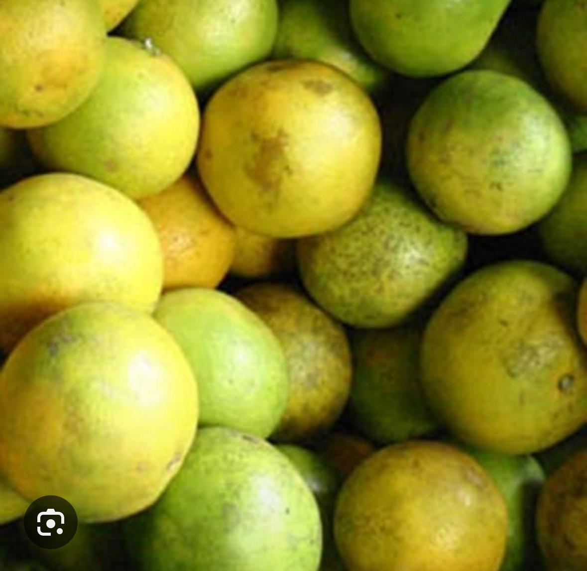 SOUR ORANGE 