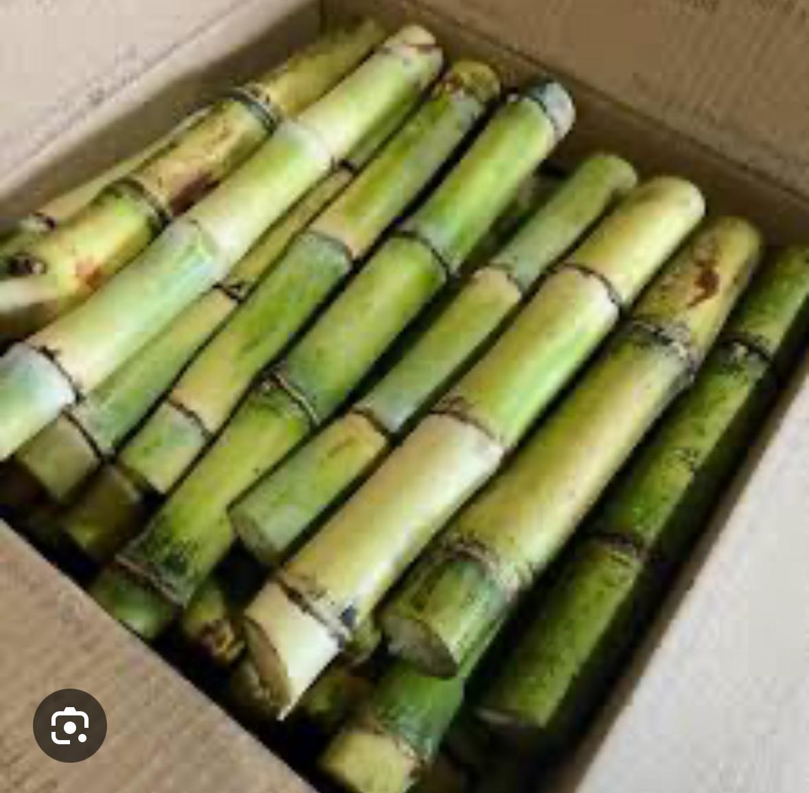 GREEN SUGAR CANE 
