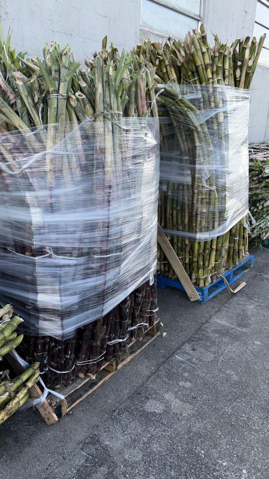 GREEN SUGAR CANE 