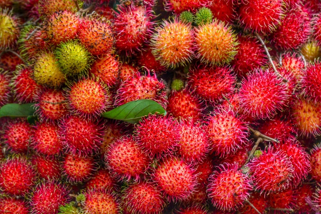 RAMBUTAN 
