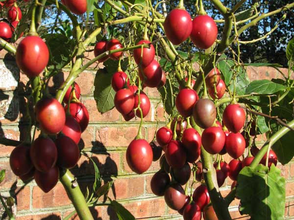 TREE TOMATOES 