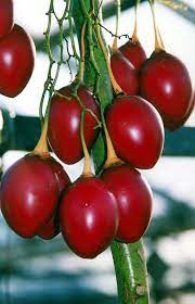TREE TOMATOES 