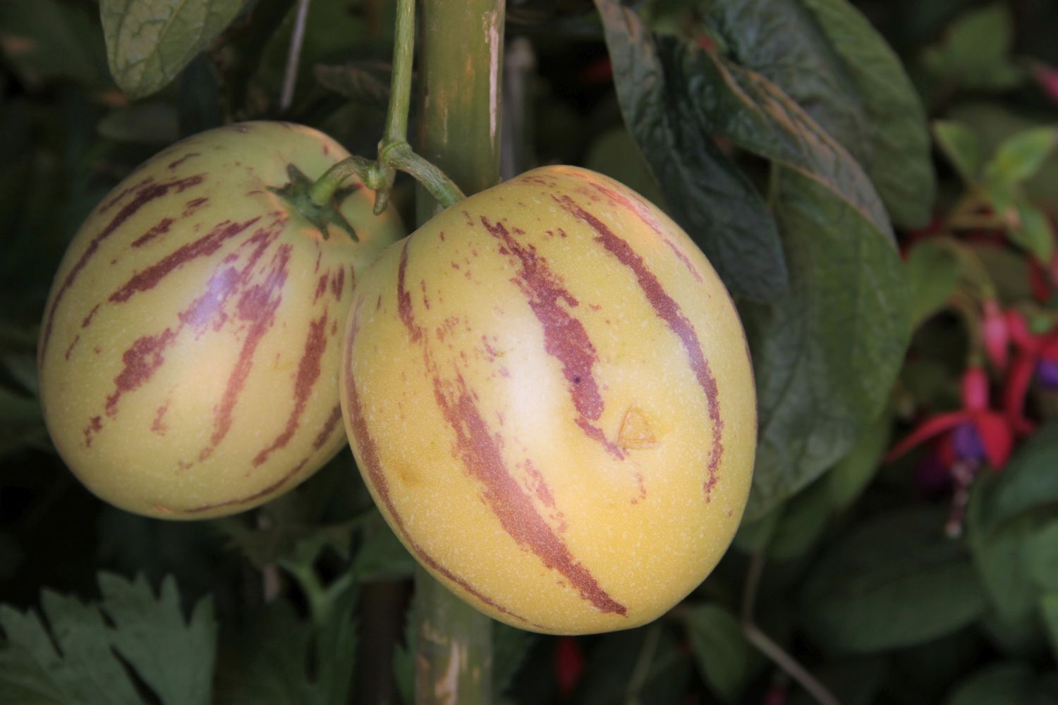 PEPINO MELON (CUCUMBER MELON)