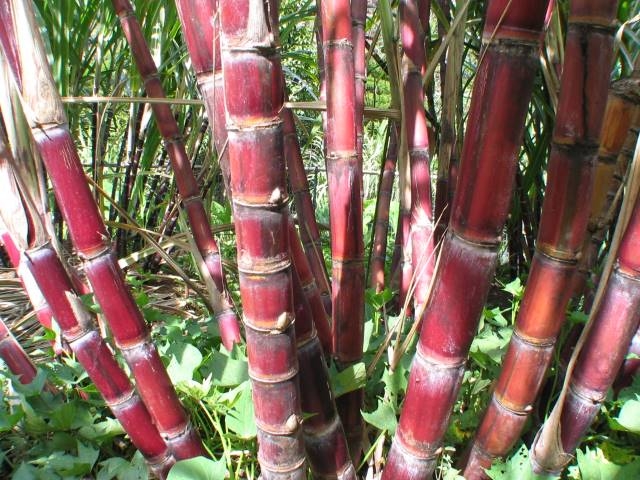 RED SUGAR CANE 