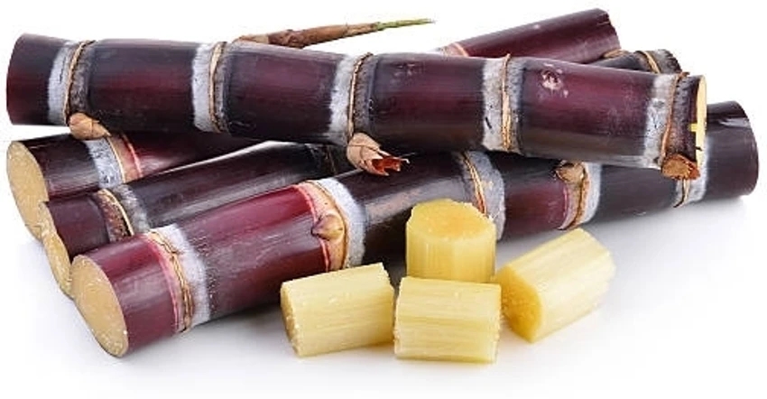 RED SUGAR CANE 