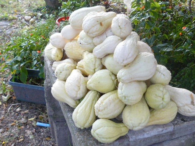 WHITE CHAYOTE