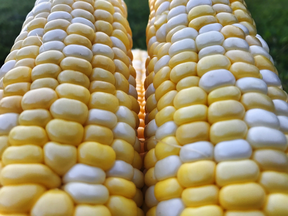 BICOLOR CORN  