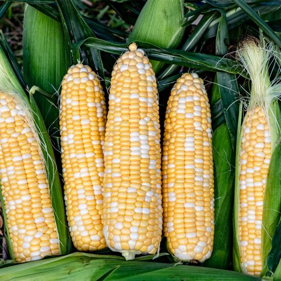 BICOLOR CORN  