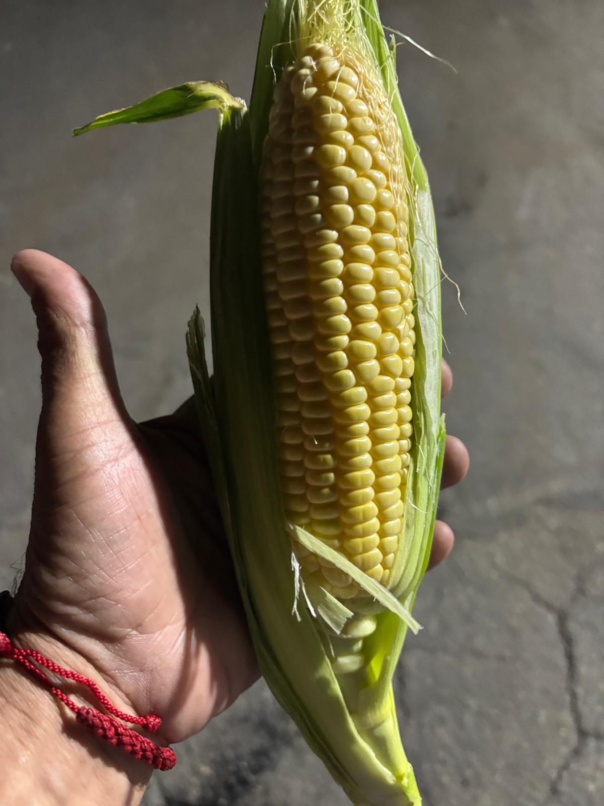 SWEET YELLOW CORN