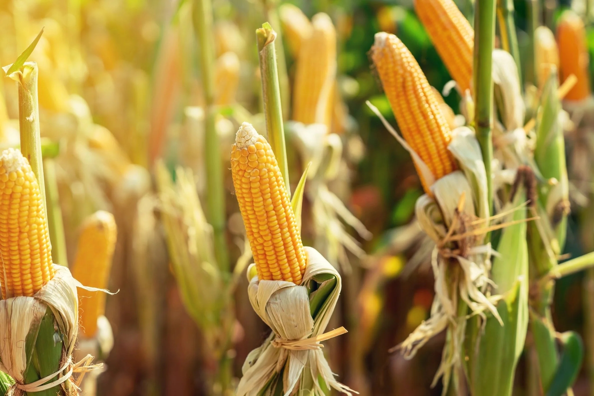 SWEET YELLOW CORN
