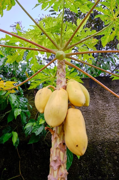 YELLOW PAPAYA