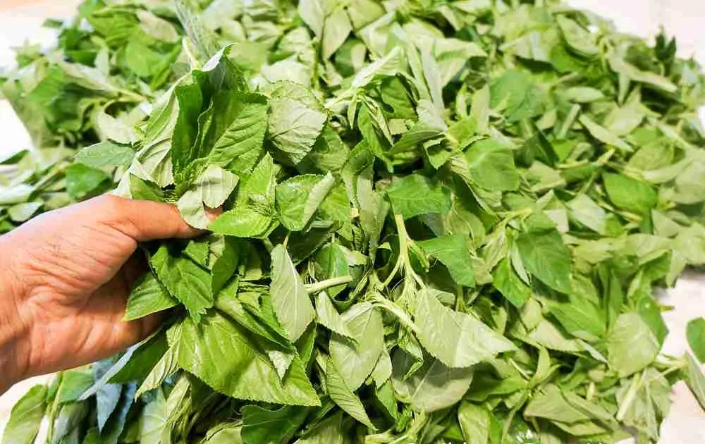 LALO LEAVES (JUTE)