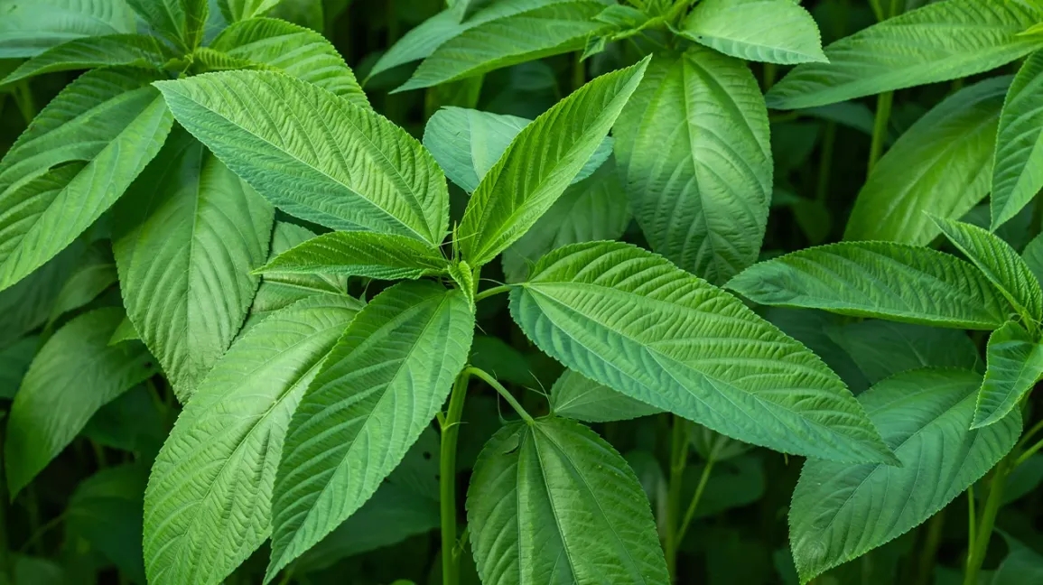 LALO LEAVES (JUTE)