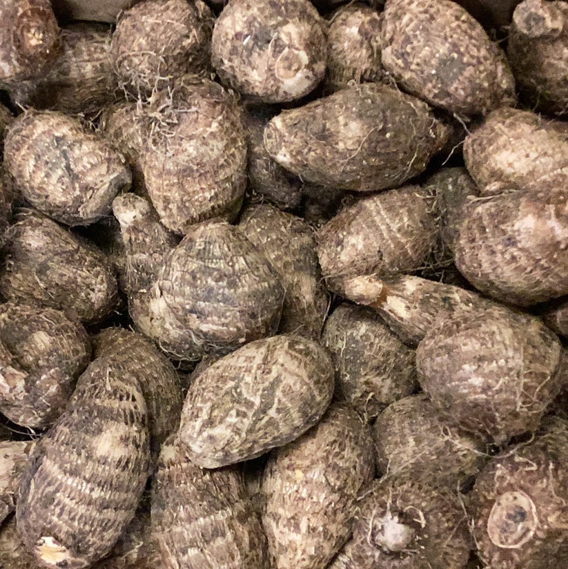 MALANGA EDDO