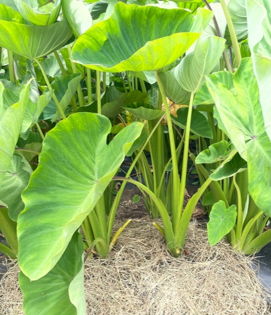 MALANGA LILA