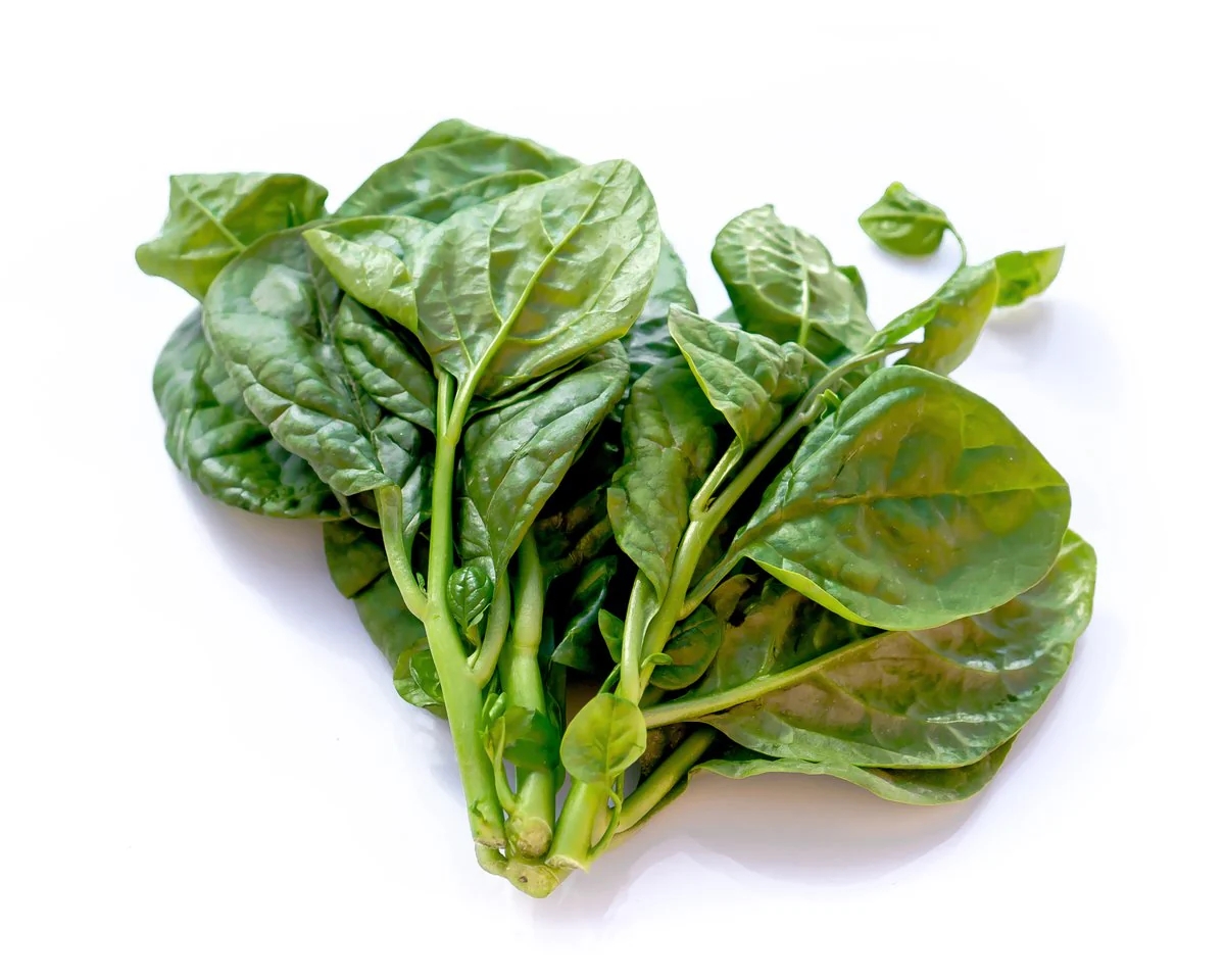MONTOY (MONG TOI - MALABAR SPINACH)
